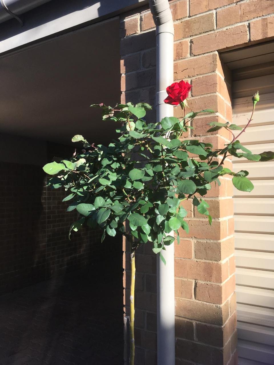 Adelaide Style Accommodation-Close To City-North Adelaide-3 Bdrm- Free Parking Exterior foto